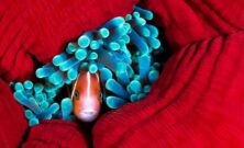 Un pequeño pez escondido en una anémona